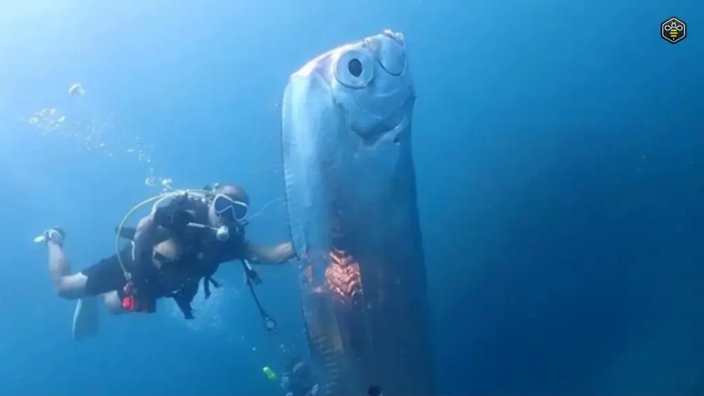 oarfish image