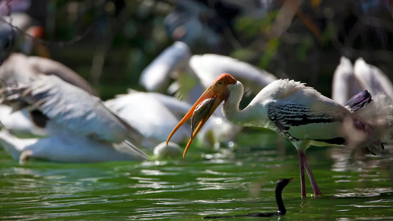 Ramsar sites in India