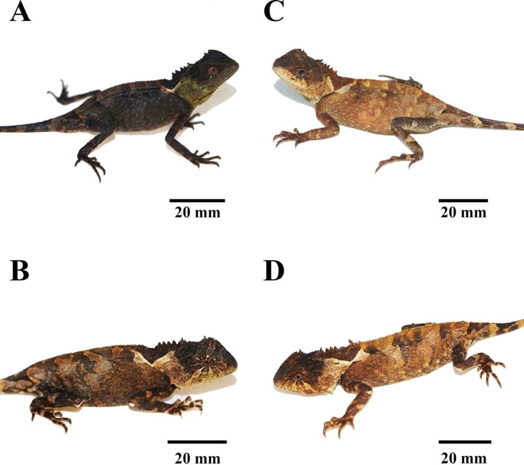 Adult male Acanthosaura syrax holotype from Mae Wong Thailand