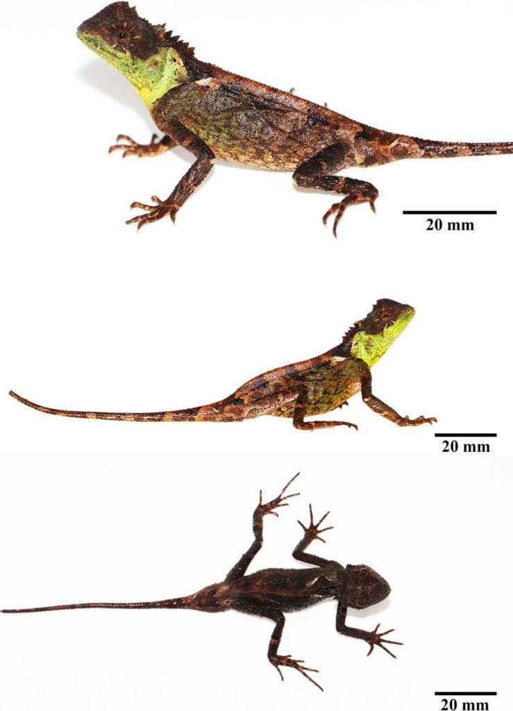 Acanthosaura syrax paratype specimens showing body coloration and crest
