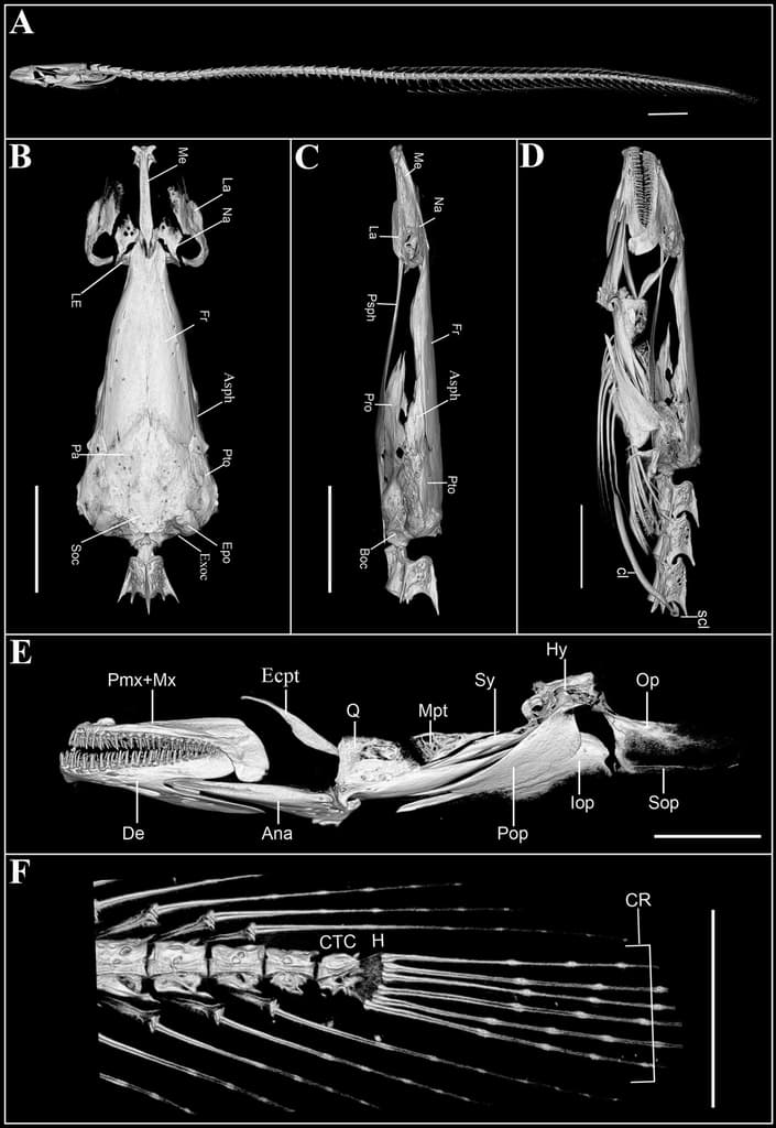 Micro-CT reconstruction of Gangaichthys indonepalicus skeleton