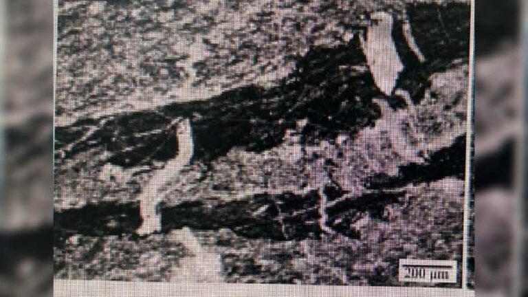 oldest-evidence-of-life-on-earth-india-bhitardari