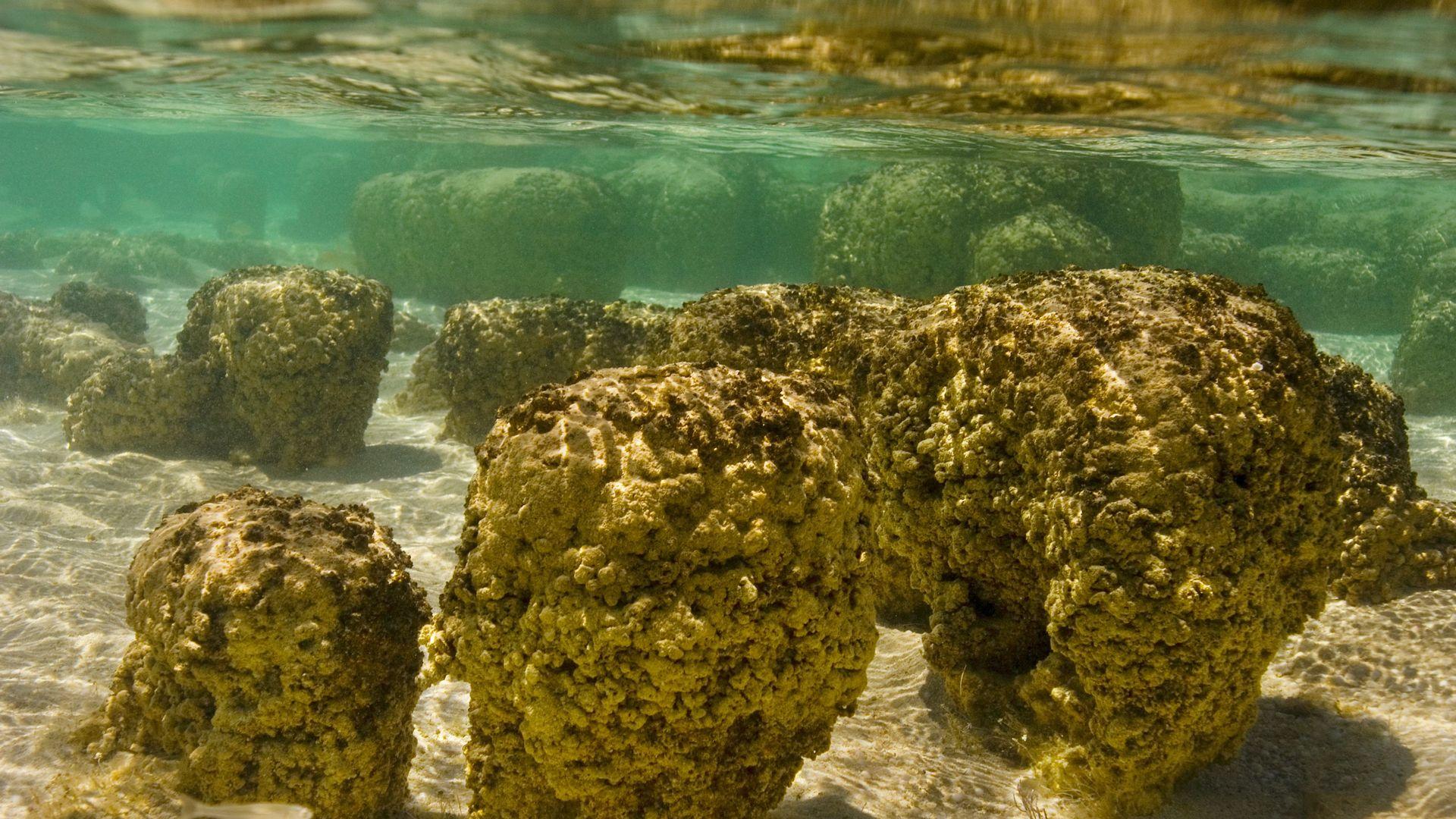 Modern microbial mats form layered communities that can leave behind distinctive sedimentary structures. Researchers investigate whether similar structures survived in the 3.5-billion-year-old Bhitardari chert.
