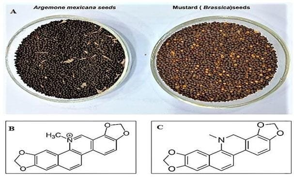 Argemone mexicana plant and seeds linked to mustard oil adulteration